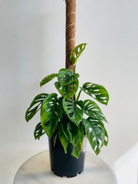 Monkey Mask Totem | Monstera adansonii | 200mm Nursery Pot