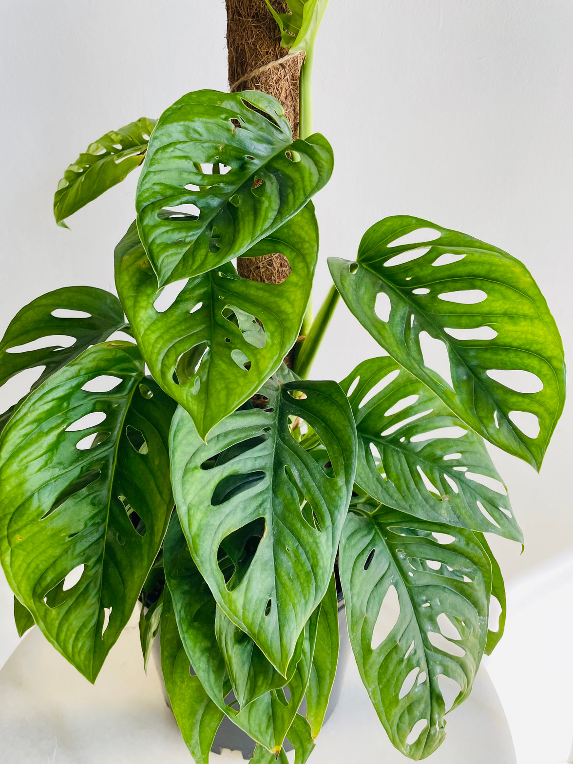 Monkey Mask Totem | Monstera adansonii | 200mm Nursery Pot