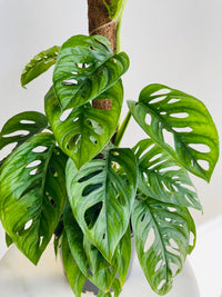 Monkey Mask Totem | Monstera adansonii | 200mm Nursery Pot