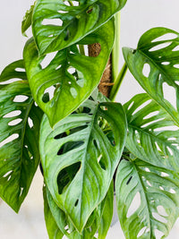Monkey Mask Totem | Monstera adansonii | 200mm Nursery Pot