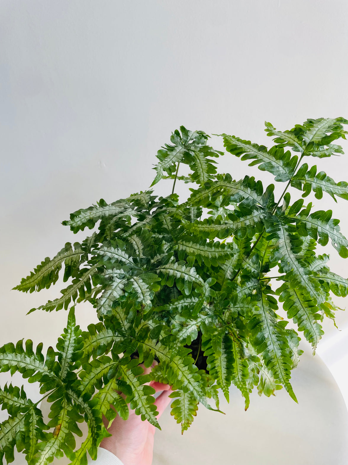 Silver Brake Fern | Pteris sp. | 200mm Hanging Basket