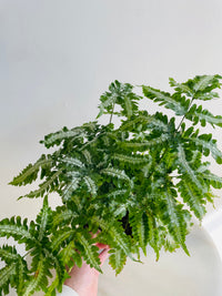 Silver Brake Fern | Pteris sp. | 200mm Hanging Basket