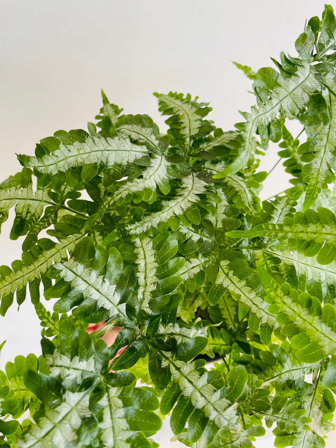 Silver Brake Fern | Pteris sp. | 200mm Hanging Basket