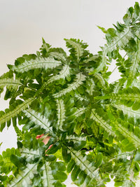 Silver Brake Fern | Pteris sp. | 200mm Hanging Basket
