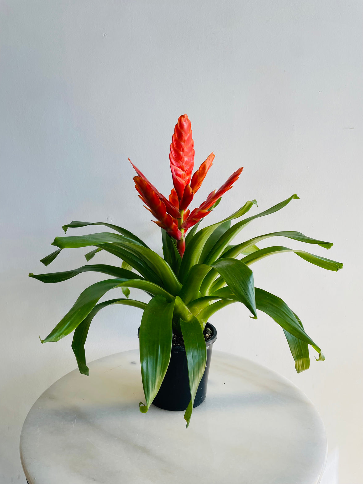 Bromeliad 'Orange Flower Spike' | 140mm Nursery Pot