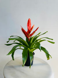 Bromeliad 'Orange Flower Spike' | 140mm Nursery Pot
