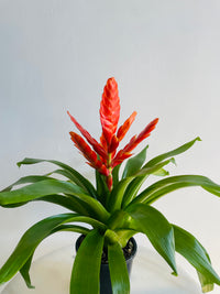 Bromeliad 'Orange Flower Spike' | 140mm Nursery Pot