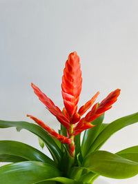 Bromeliad 'Orange Flower Spike' | 140mm Nursery Pot