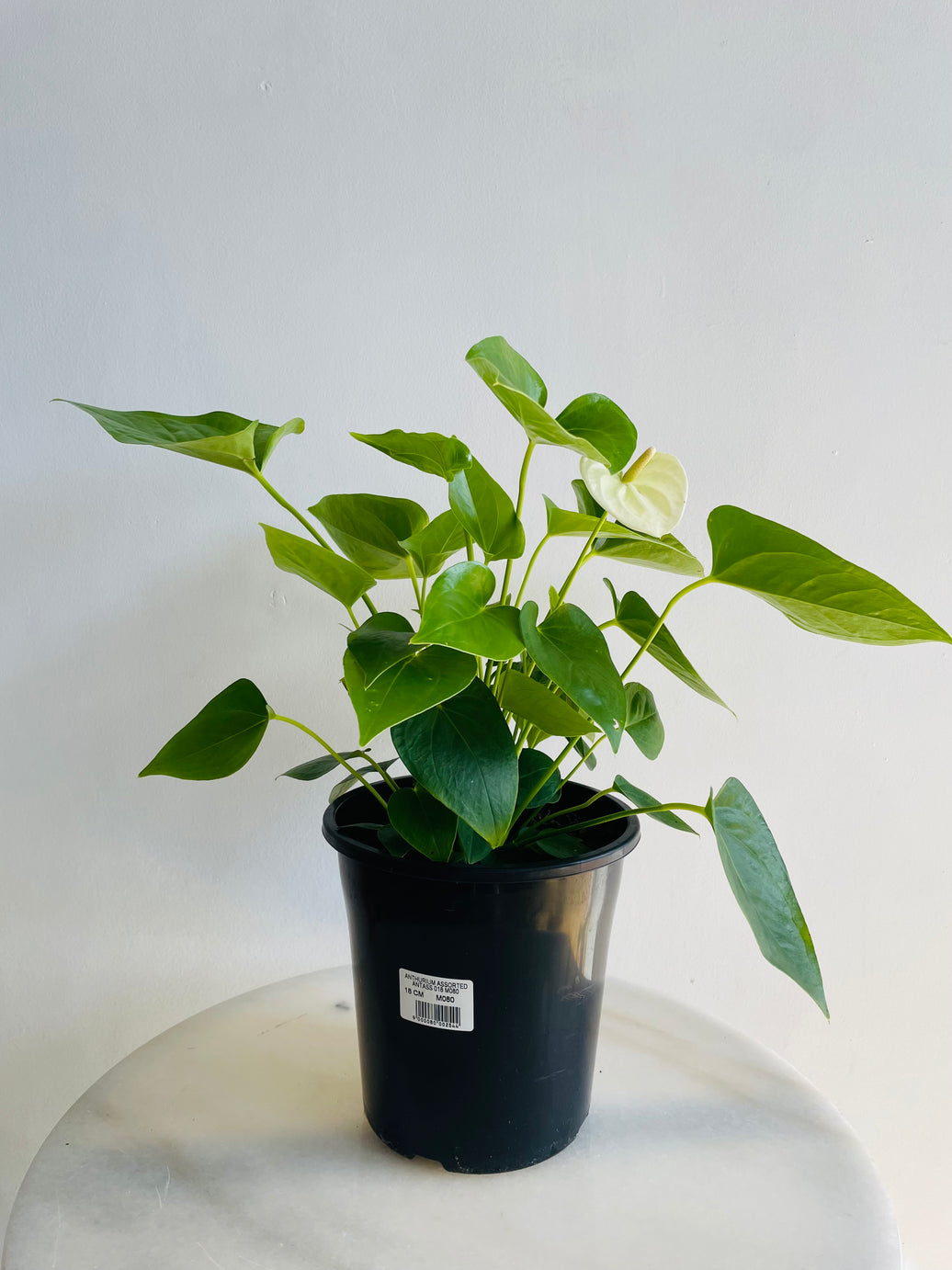 White Flamingo Flower | Anthurium andraeanum | 180mm Nursery Pot