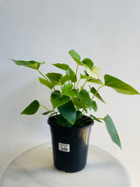 White Flamingo Flower | Anthurium andraeanum | 180mm Nursery Pot