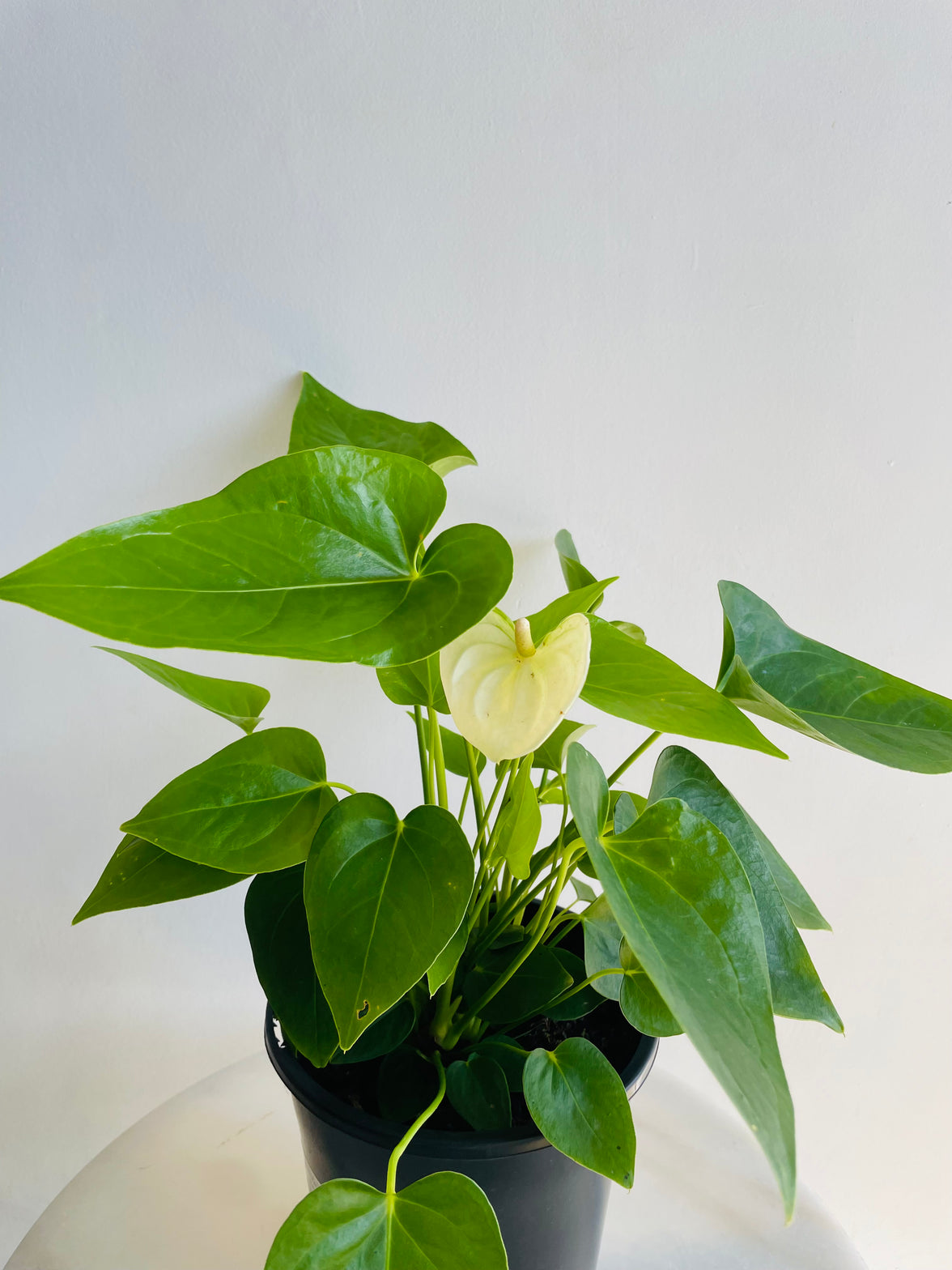 White Flamingo Flower | Anthurium andraeanum | 180mm Nursery Pot