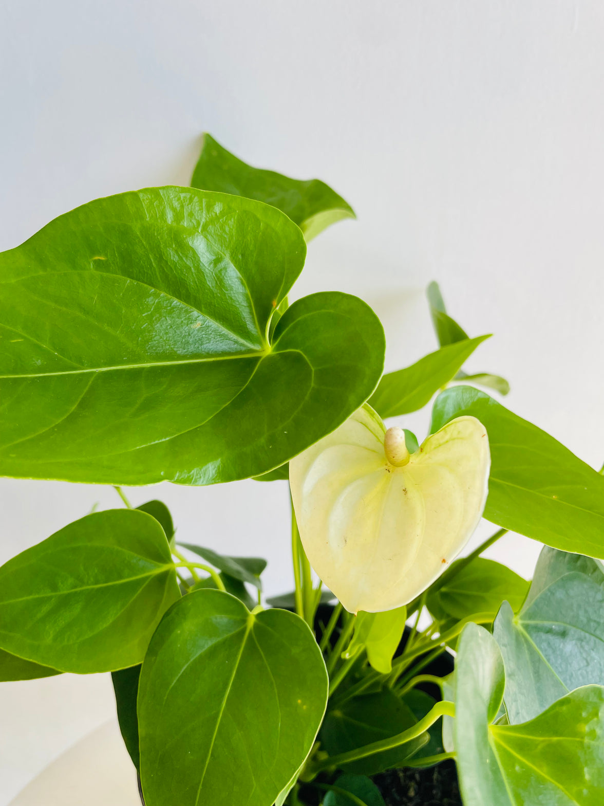 White Flamingo Flower | Anthurium andraeanum | 180mm Nursery Pot