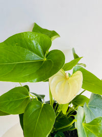 White Flamingo Flower | Anthurium andraeanum | 180mm Nursery Pot