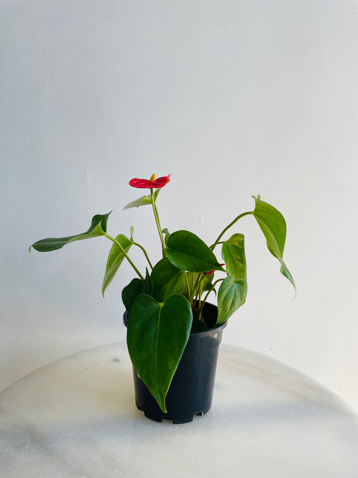 Flamingo Flower | Anthurium andraeanum | 125mm Nursery Pot