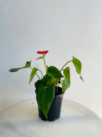 Flamingo Flower | Anthurium andraeanum | 125mm Nursery Pot