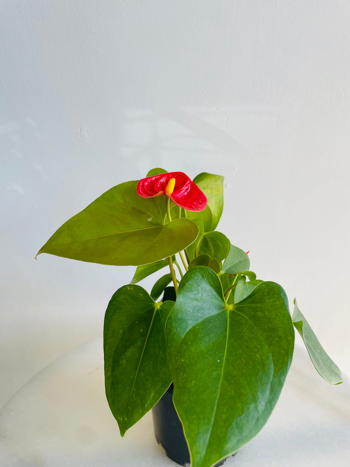 Flamingo Flower | Anthurium andraeanum | 125mm Nursery Pot