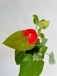 Flamingo Flower | Anthurium andraeanum | 125mm Nursery Pot