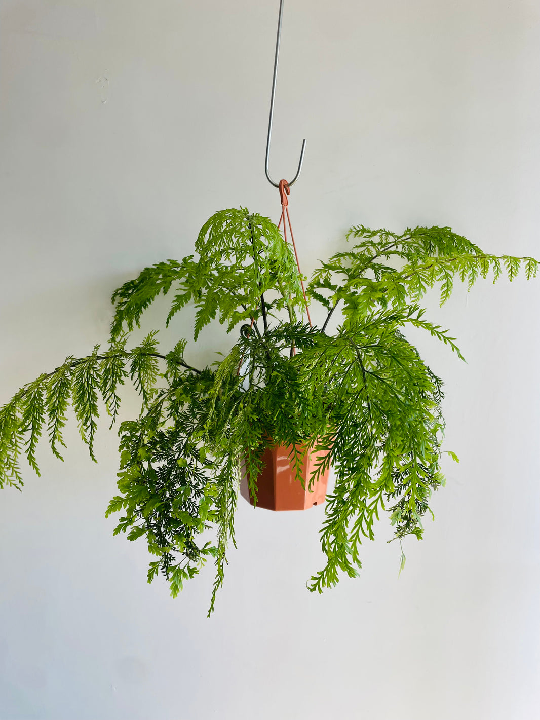 Hen and Chicken Fern | Asplenium bulbiferum | 200mm Hanging Basket
