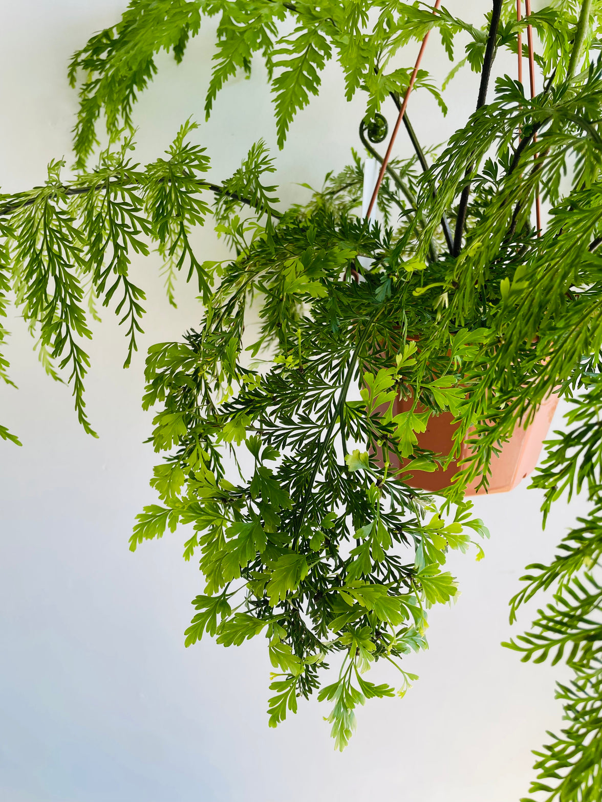 Hen and Chicken Fern | Asplenium bulbiferum | 200mm Hanging Basket
