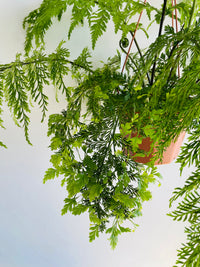Hen and Chicken Fern | Asplenium bulbiferum | 200mm Hanging Basket