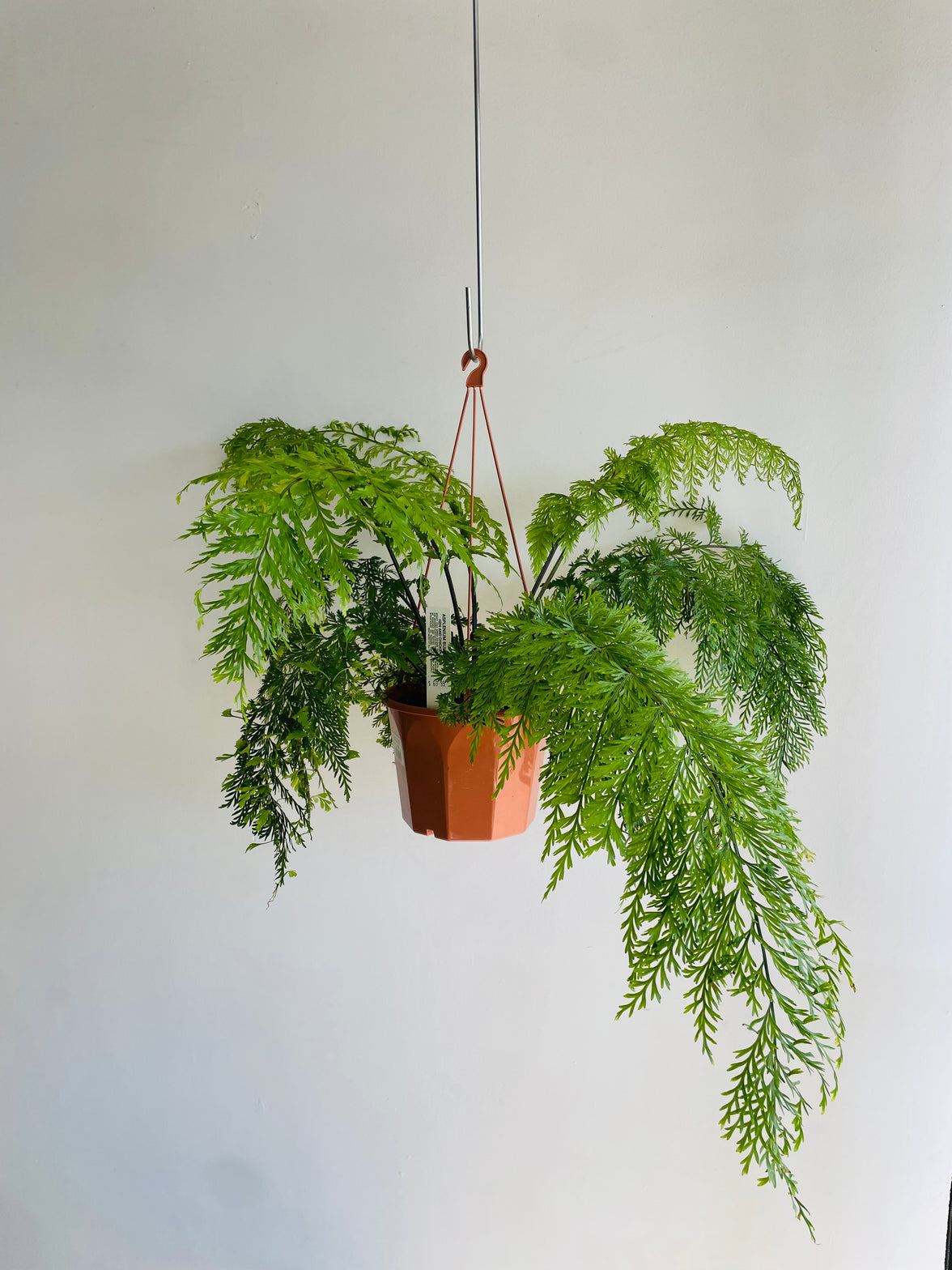 Hen and Chicken Fern | Asplenium bulbiferum | 200mm Hanging Basket