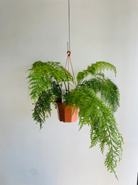 Hen and Chicken Fern | Asplenium bulbiferum | 200mm Hanging Basket