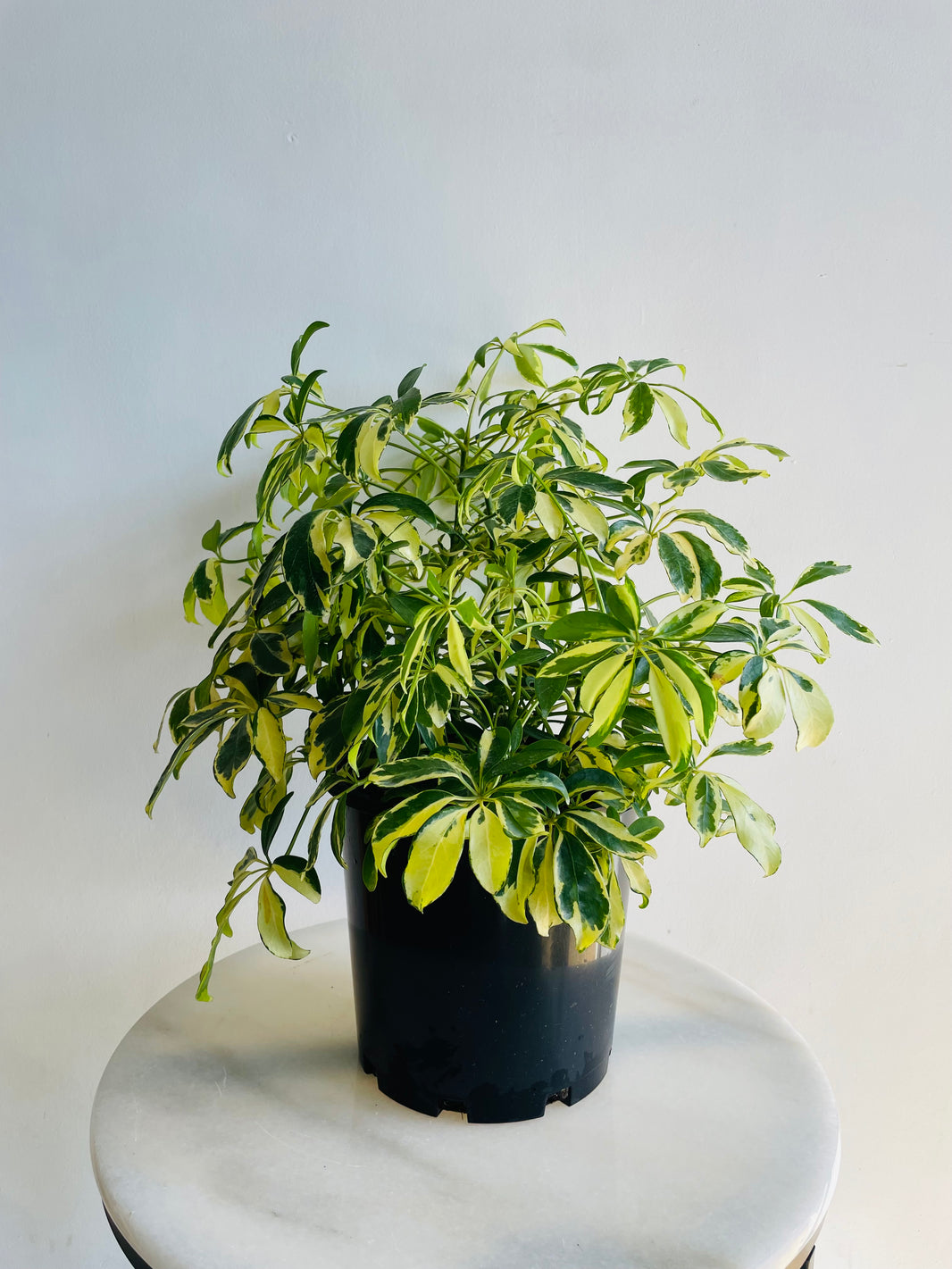 Variegated Dwarf Umbrella Tree | Schefflera arboricola | 200mm Nursery Pot