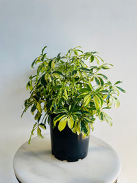 Variegated Dwarf Umbrella Tree | Schefflera arboricola | 200mm Nursery Pot