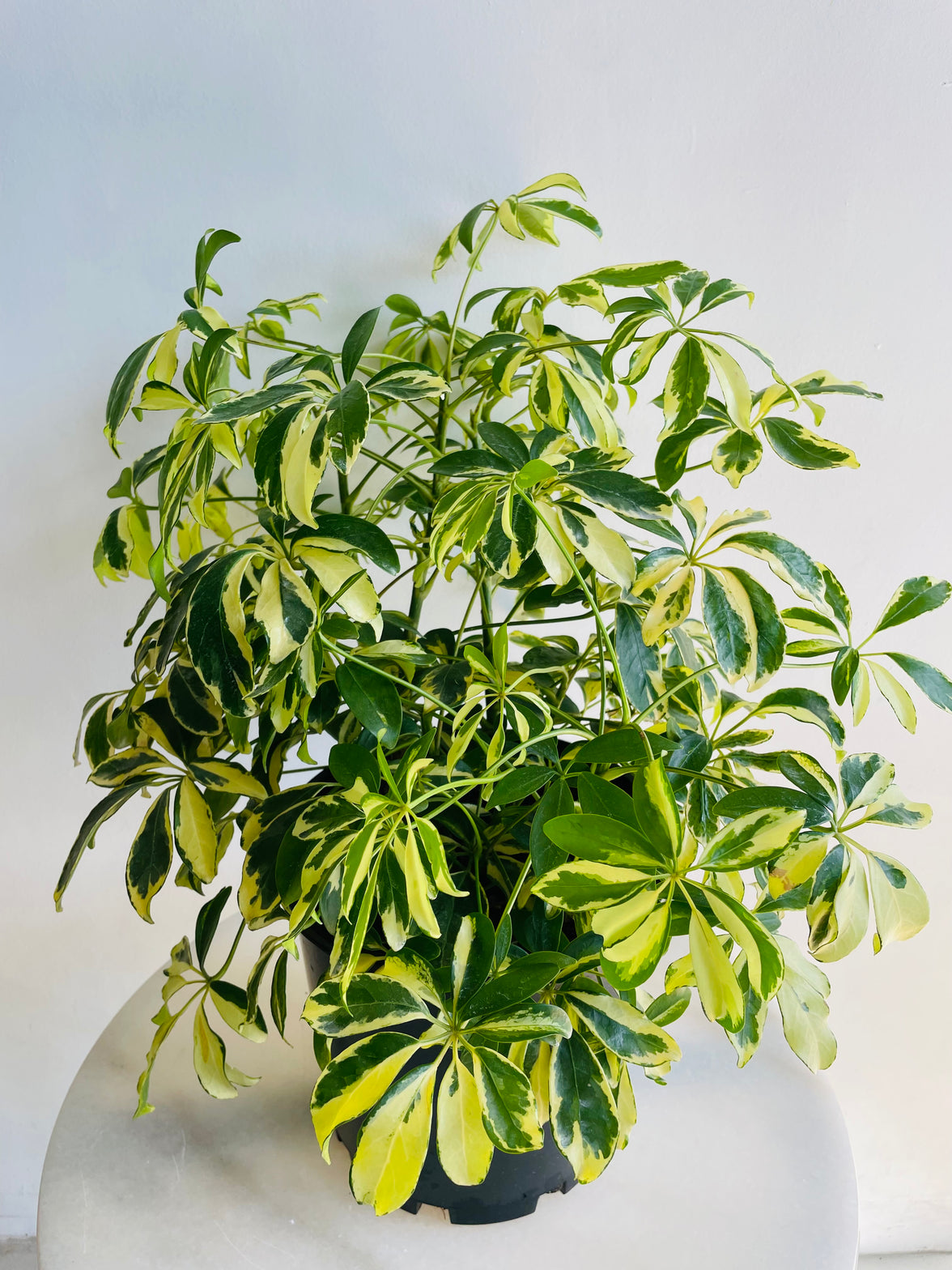 Variegated Dwarf Umbrella Tree | Schefflera arboricola | 200mm Nursery Pot