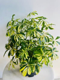 Variegated Dwarf Umbrella Tree | Schefflera arboricola | 200mm Nursery Pot