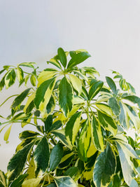 Variegated Dwarf Umbrella Tree | Schefflera arboricola | 200mm Nursery Pot