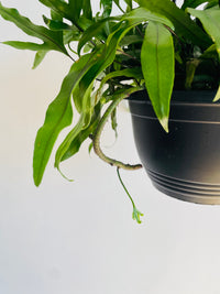 Kangaroo Fern | Microsorum diversifolium | 200mm Hanging Basket