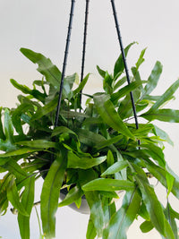 Kangaroo Fern | Microsorum diversifolium | 200mm Hanging Basket
