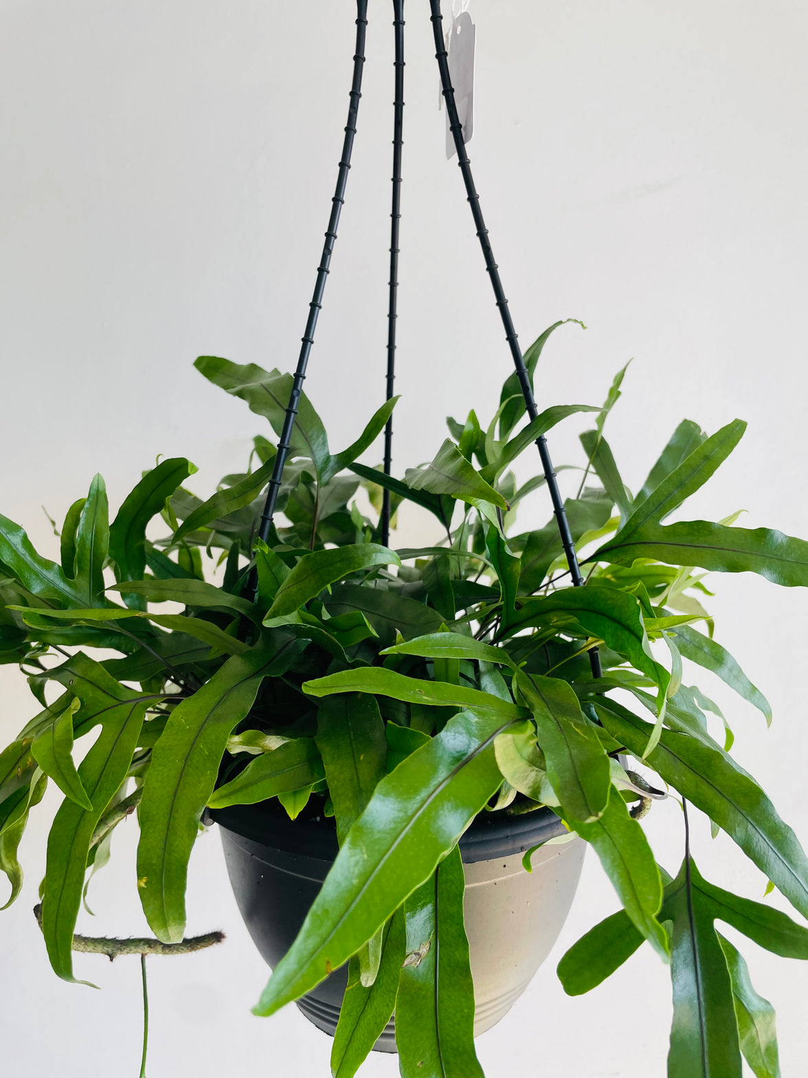 Kangaroo Fern | Microsorum diversifolium | 200mm Hanging Basket