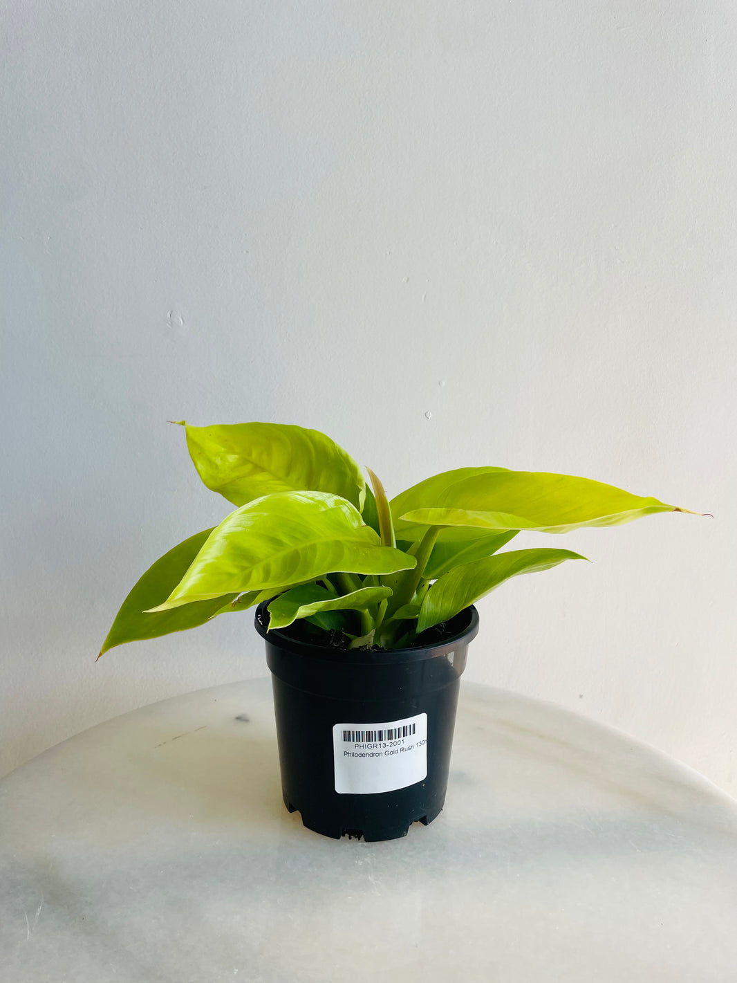 Gold Rush | Philodendron | 130mm Nursery Pot