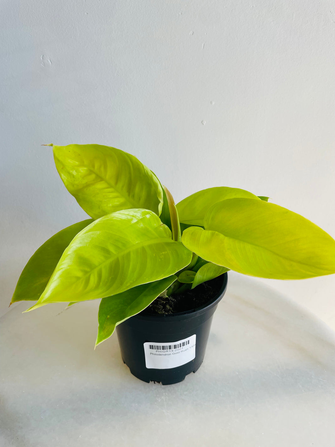 Gold Rush | Philodendron | 130mm Nursery Pot