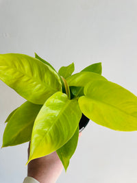 Gold Rush | Philodendron | 130mm Nursery Pot