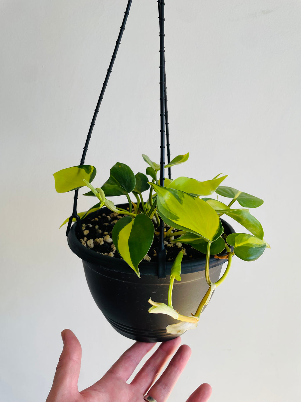 Brasil Heartleaf | Philodendron hederaceum | 200mm Hanging Basket
