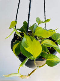 Brasil Heartleaf | Philodendron hederaceum | 200mm Hanging Basket