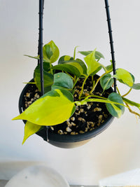 Brasil Heartleaf | Philodendron hederaceum | 200mm Hanging Basket