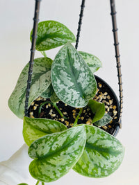 Satin Pothos | Scindapsus pictus | 200mm Hanging Basket
