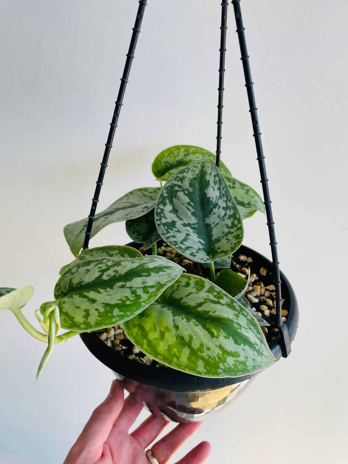 Satin Pothos | Scindapsus pictus | 200mm Hanging Basket