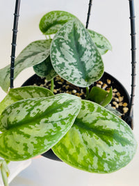 Satin Pothos | Scindapsus pictus | 200mm Hanging Basket