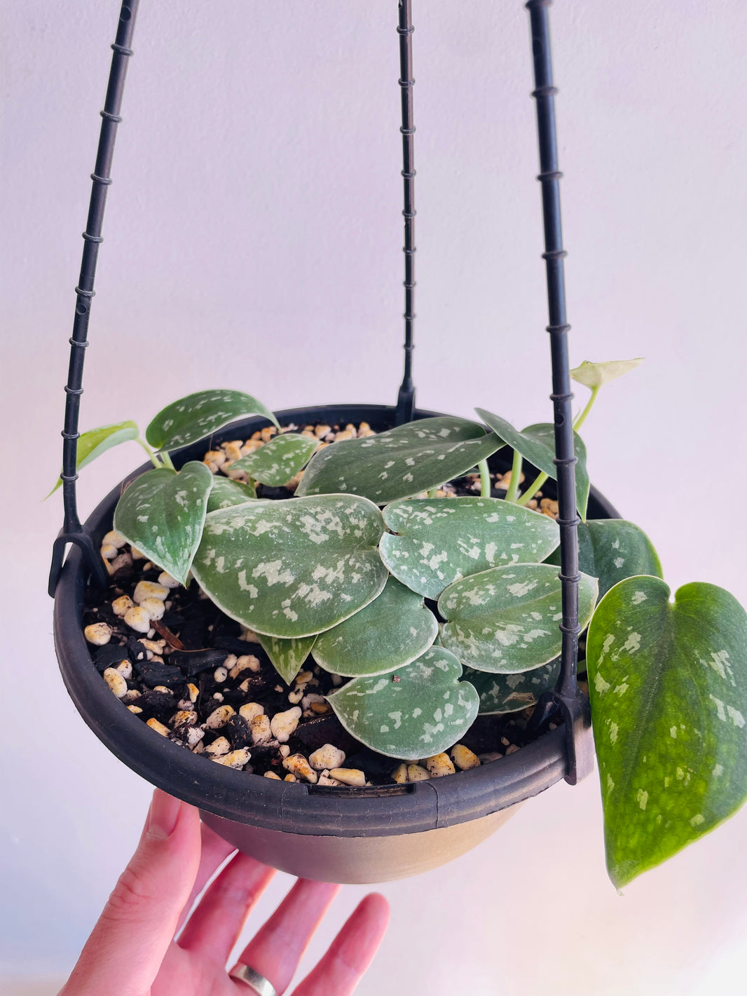 Exotica Satin Pothos | Scindapsus pictus | 200mm Hanging Basket