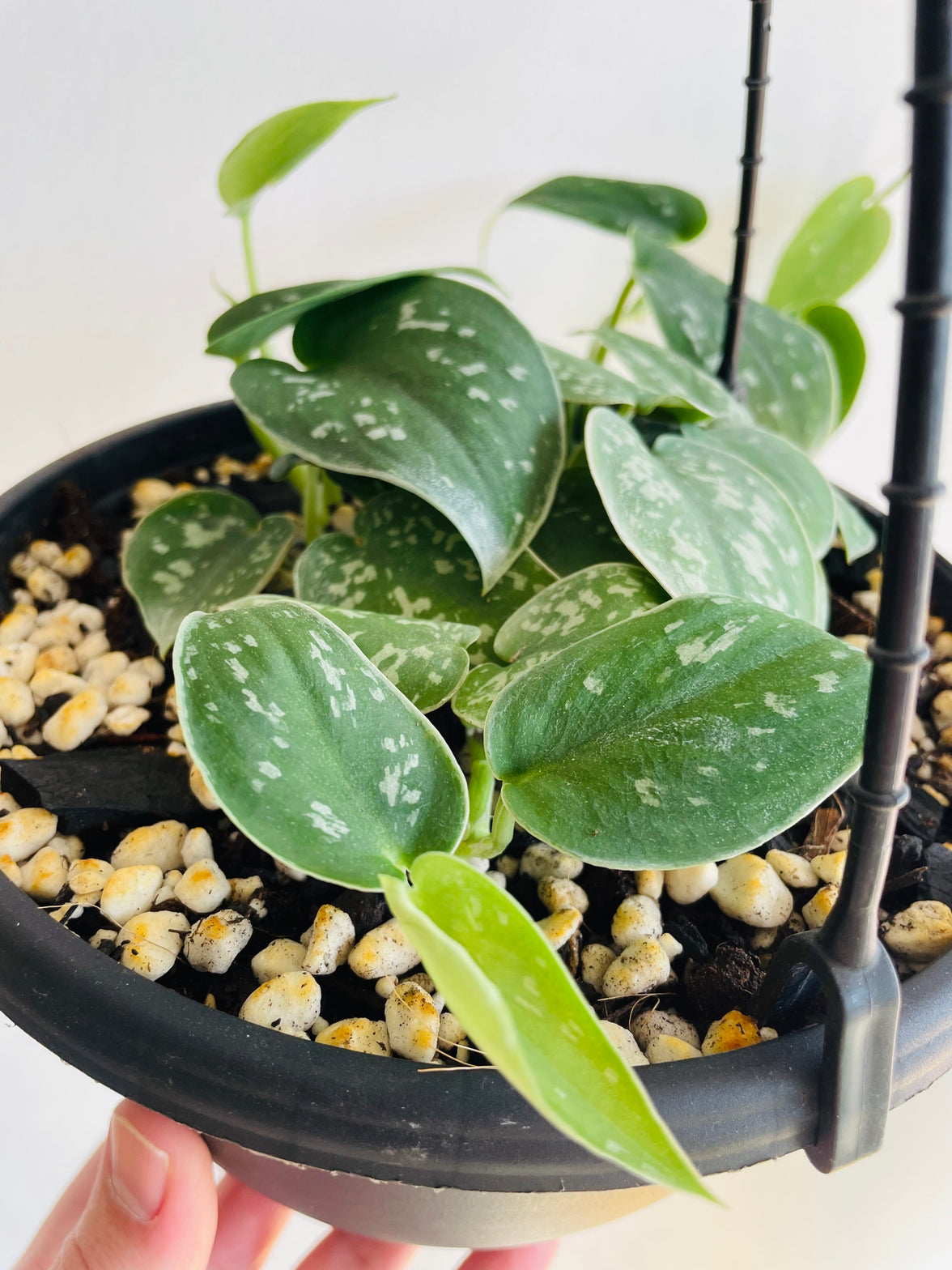 Exotica Satin Pothos | Scindapsus pictus | 200mm Hanging Basket
