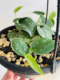 Exotica Satin Pothos | Scindapsus pictus | 200mm Hanging Basket