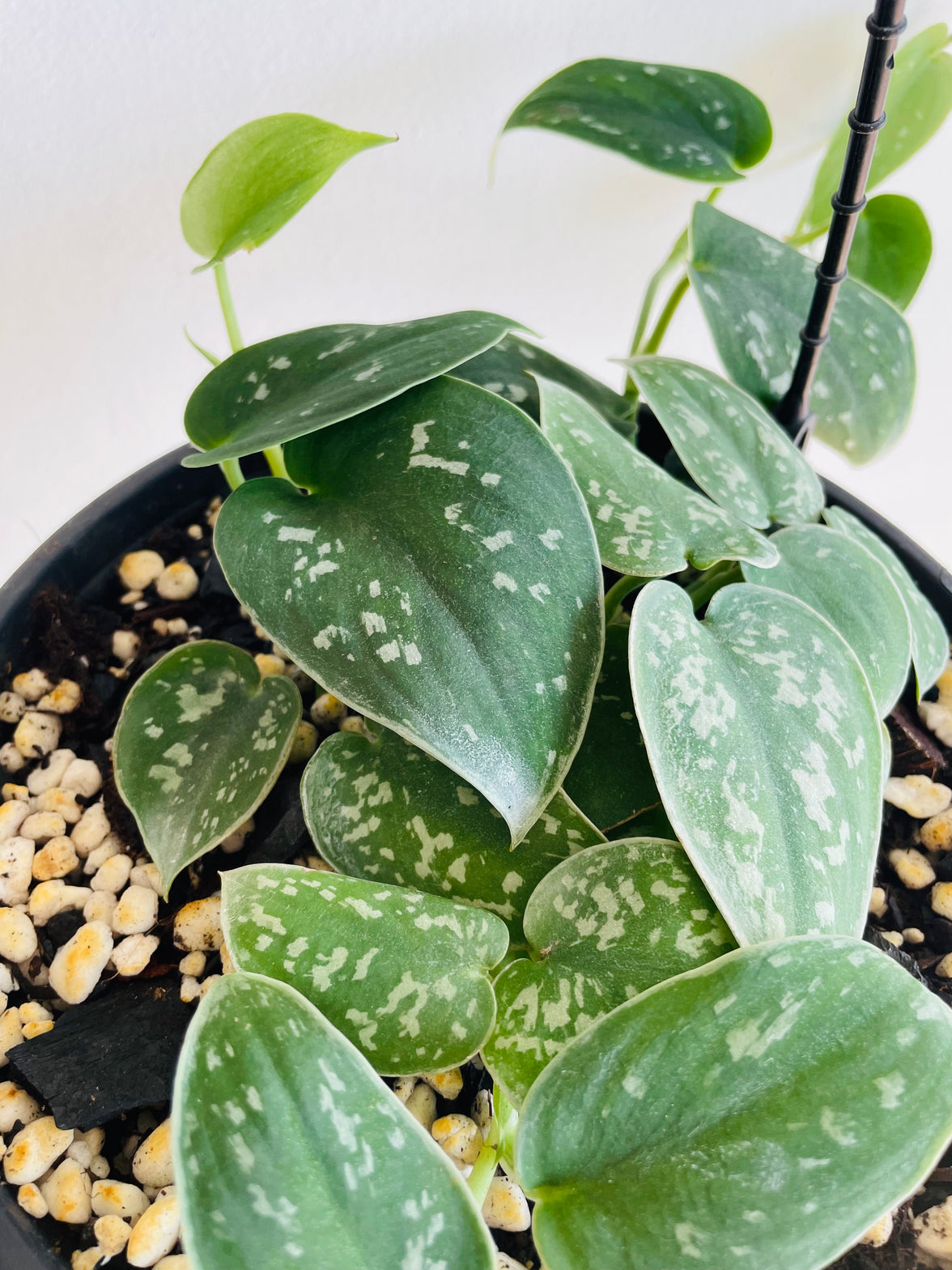 Exotica Satin Pothos | Scindapsus pictus | 200mm Hanging Basket