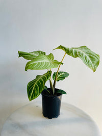 Magnificum Angel Wings | Xanthosoma lindenii | 125mm Nursery Pot