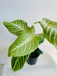 Magnificum Angel Wings | Xanthosoma lindenii | 125mm Nursery Pot