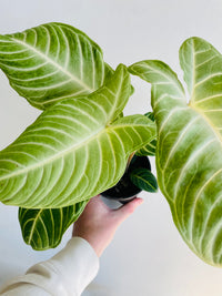 Magnificum Angel Wings | Xanthosoma lindenii | 125mm Nursery Pot